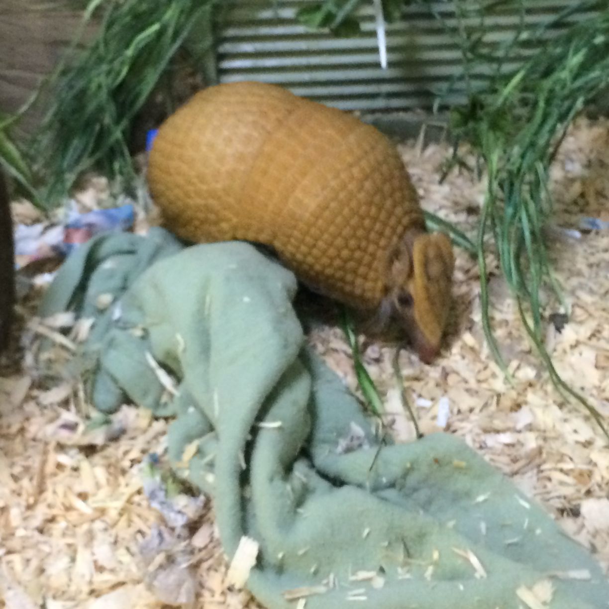 Washington Park Zoo